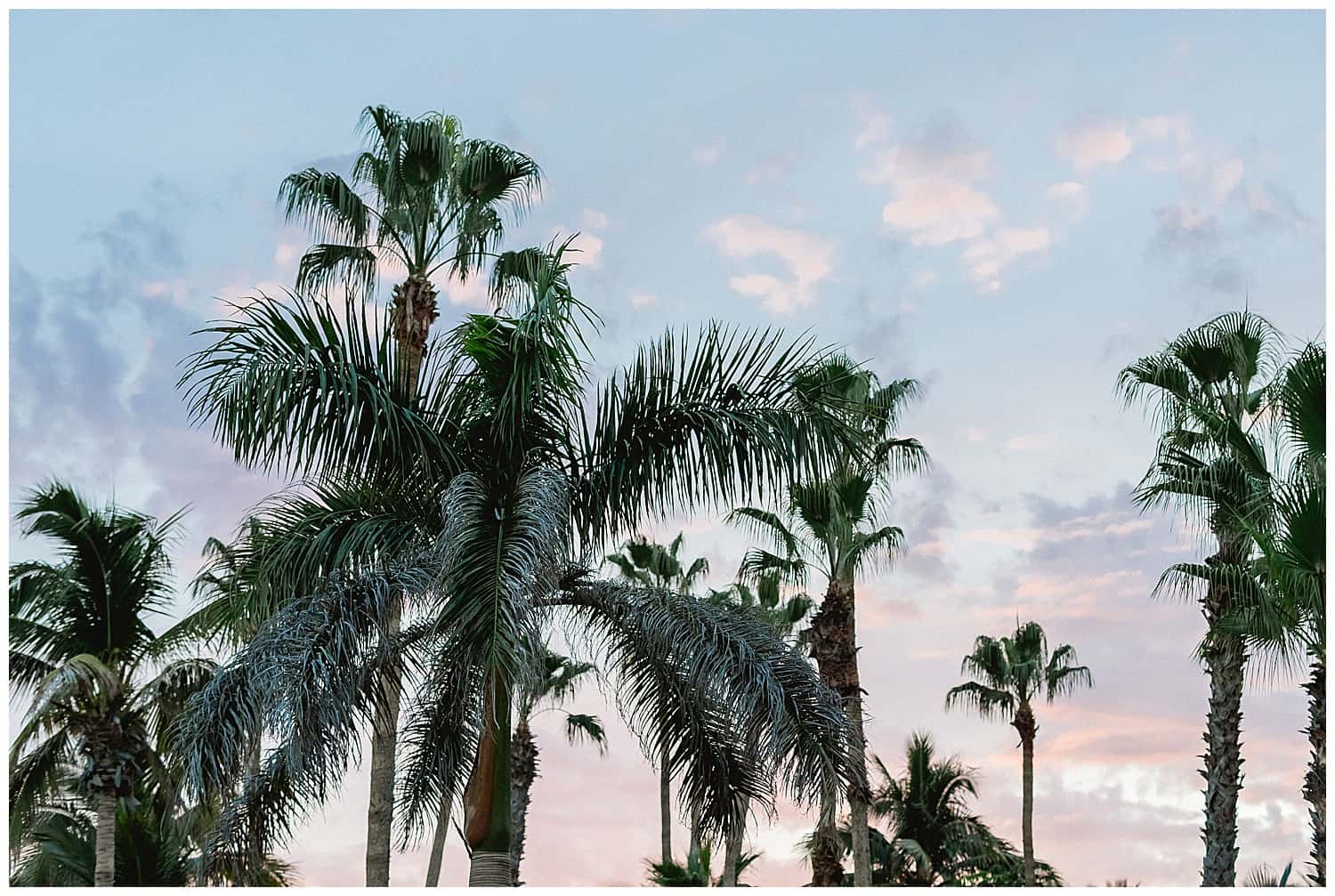 Cabo Surf Hotel Wedding Cabo Surf Hotel Wedding